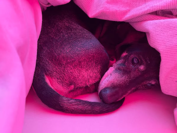 Red Light Therapy for Pets: How to Heal Hot Spots and Skin Irritation Naturally 